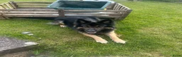 German Shepherd dogs for stud: Bear  in Egremont - Advert 3
