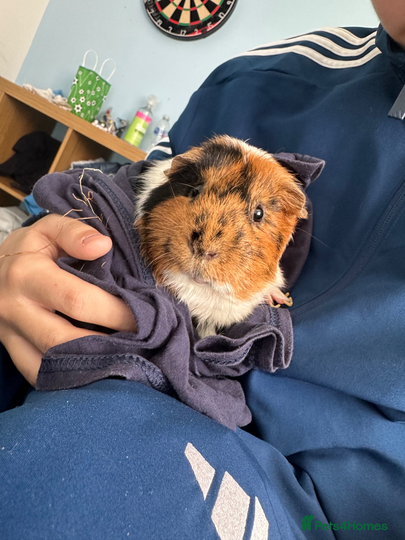 Guinea Pig rodents 2 male Guinea pigs.  - Advert 1