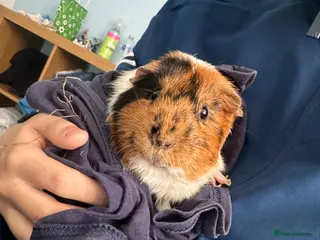 Guinea Pig rodents 2 male Guinea pigs. - Advert 1