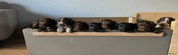 Cocker Spaniel dogs for sale: Beautiful Cocker Spaniel Puppies, Newton Aycliffe  in Newton Aycliffe - Advert 28