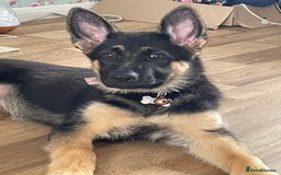 German Shepherd dogs for sale: 5 month old German Shepherd girl - Image 4