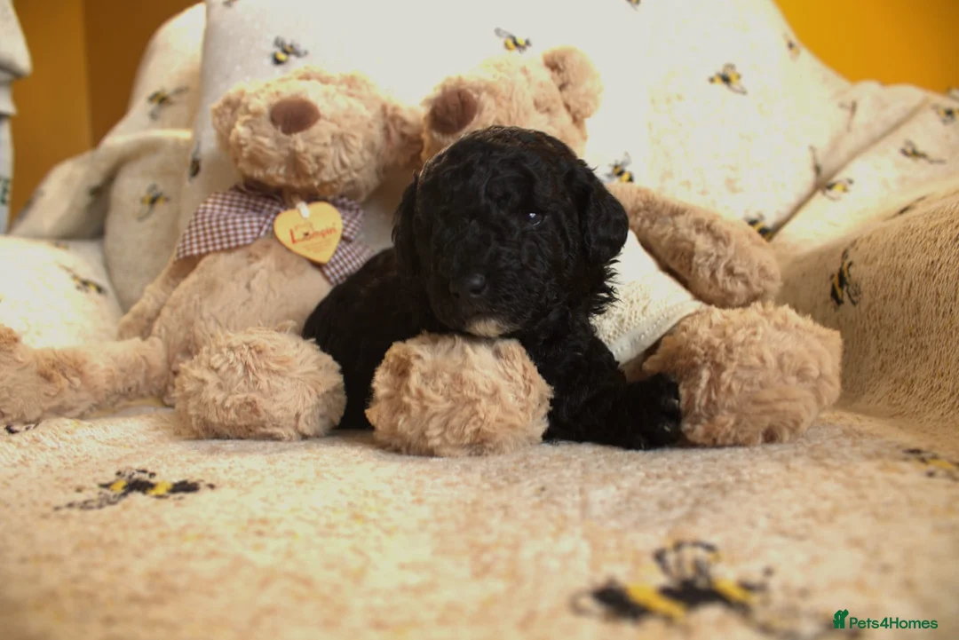 Poochon dogs for sale: Toy Poochon looking for their forever homes  - Advert 2