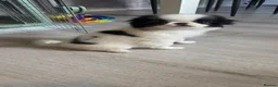 Japanese Chin dogs for sale: Beautiful Japanese Chin puppies - Advert 12