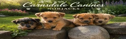 Mixed Breed dogs for sale: Stunning NORFOLK TERRIER X JACK RUSSELL  in Chester - Advert 1