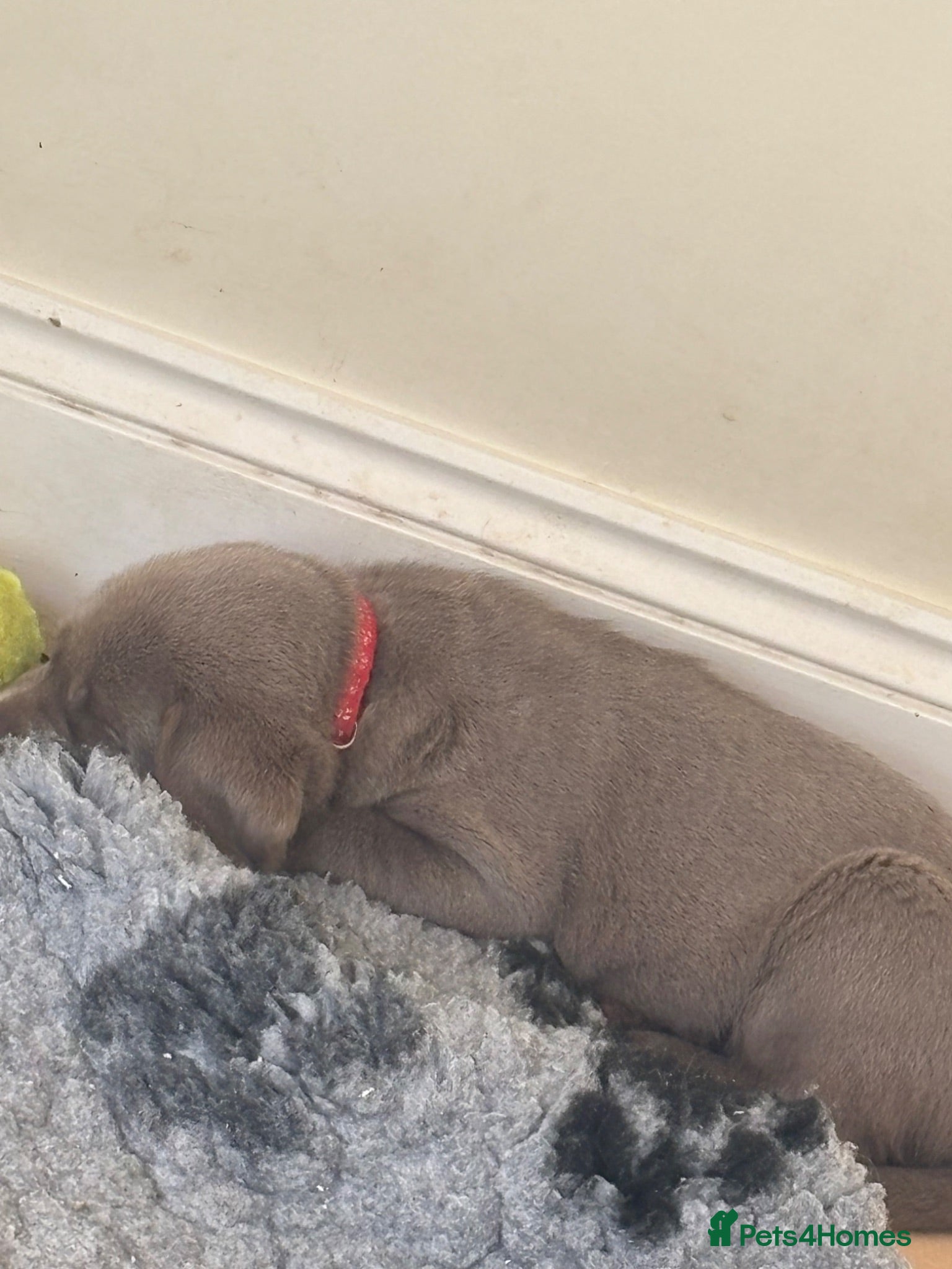 Labrador Retriever dogs 🐾✨ Silver Lab Pups – Little Girl RED left   - Advert 2