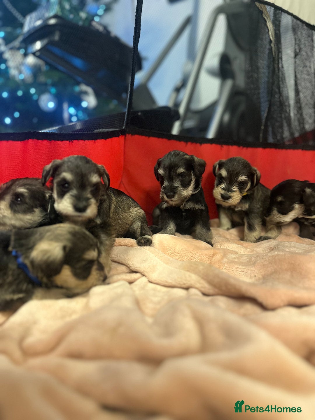 Miniature Schnauzer dogs for sale: OUTSTANDING CHAMPION LINES PUPPIES  - Advert 1