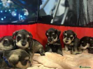 Miniature Schnauzer dogs OUTSTANDING CHAMPION LINES PUPPIES - Advert 5