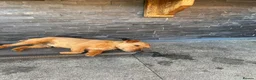 Patterdale Terrier dogs for sale: Pattadale terrier pups in Liverpool - Advert 6