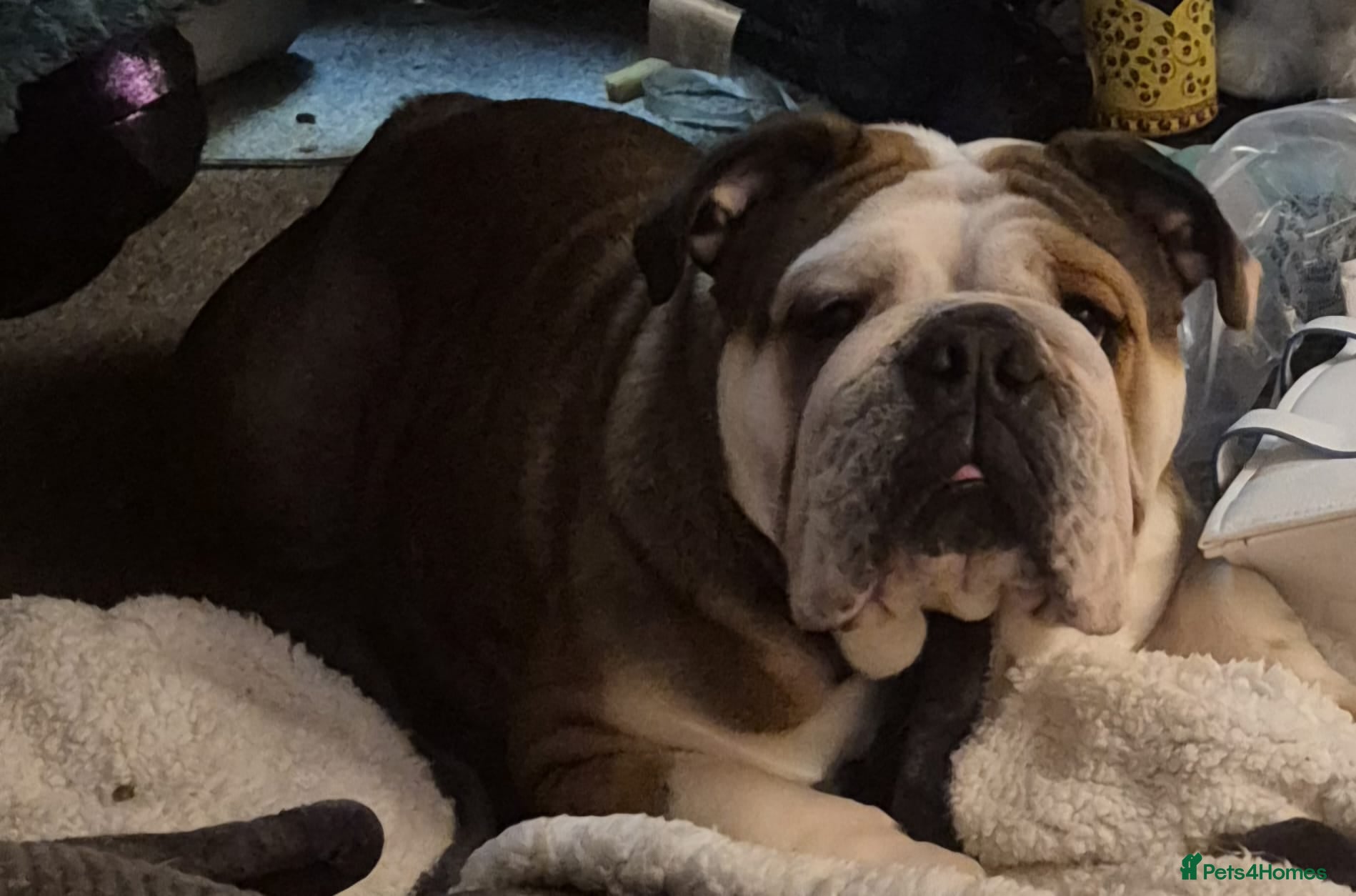 English Bulldog dogs Kc female English bulldog - Advert 6