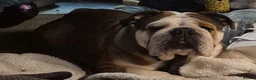 English Bulldog dogs for sale: Kc female English bulldog - Advert 1