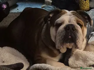 English Bulldog dogs Kc female English bulldog - Advert 6