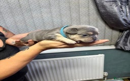 Mixed Breed dogs for sale: Frenchie cross puppy’s (80% frenchie) - Advert 28