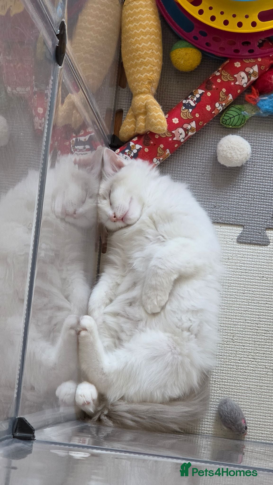 Ragdoll cats Last beautiful Blue Bi-Colour Ragdoll Kittens 🐾 - Advert 1