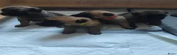Belgian Shepherd Dog dogs for sale: Belgian Malinois Puppies – Family Raised in Ilkeston - Advert 8