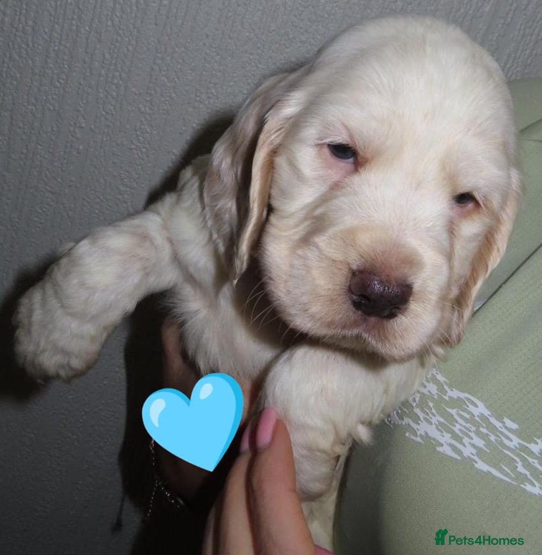 Cocker Spaniel dogs for sale: 🏆🏆Show Type Cocker Spaniel 🏆 - Advert 7