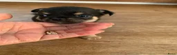 Chihuahua dogs for sale: 5* LICENSED GORGEOUS💕 KC CHIHUAHUA LITTER - Advert 3