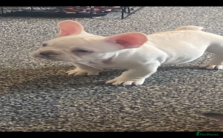 French Bulldog dogs French bulldog  - Advert 7