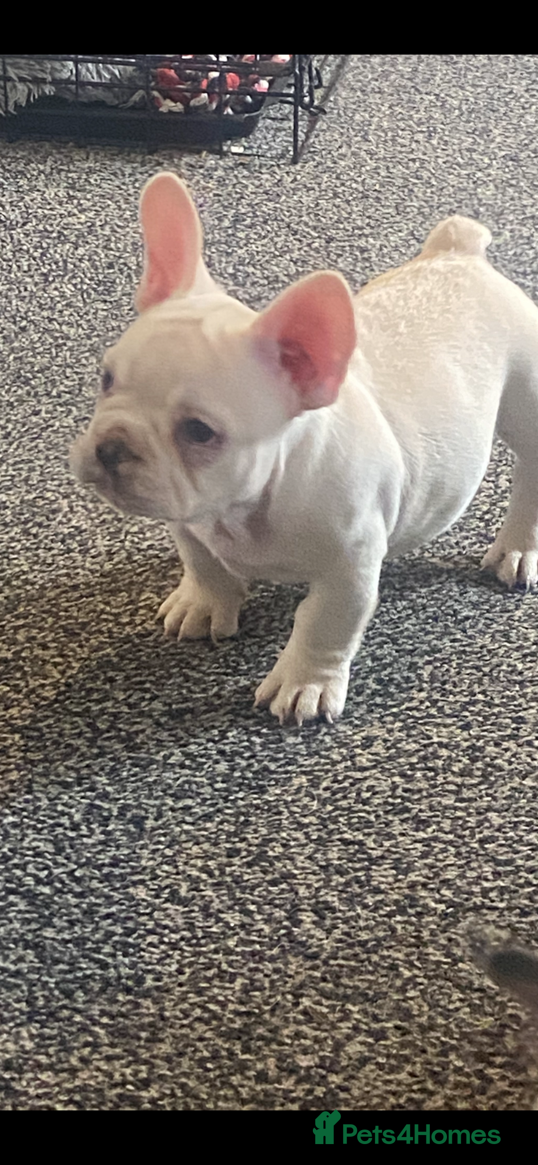 French Bulldog dogs for sale: French bulldog  - Advert 2