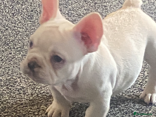 French Bulldog dogs French bulldog - Advert 13