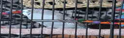 Budgerigars birds for sale: Budgies less than a year old  - Advert 4