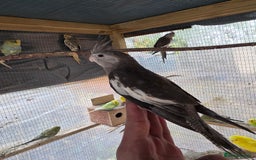 Cockatiels birds for sale: Silly hand tamed baby cockatiels for sale  - Advert 11