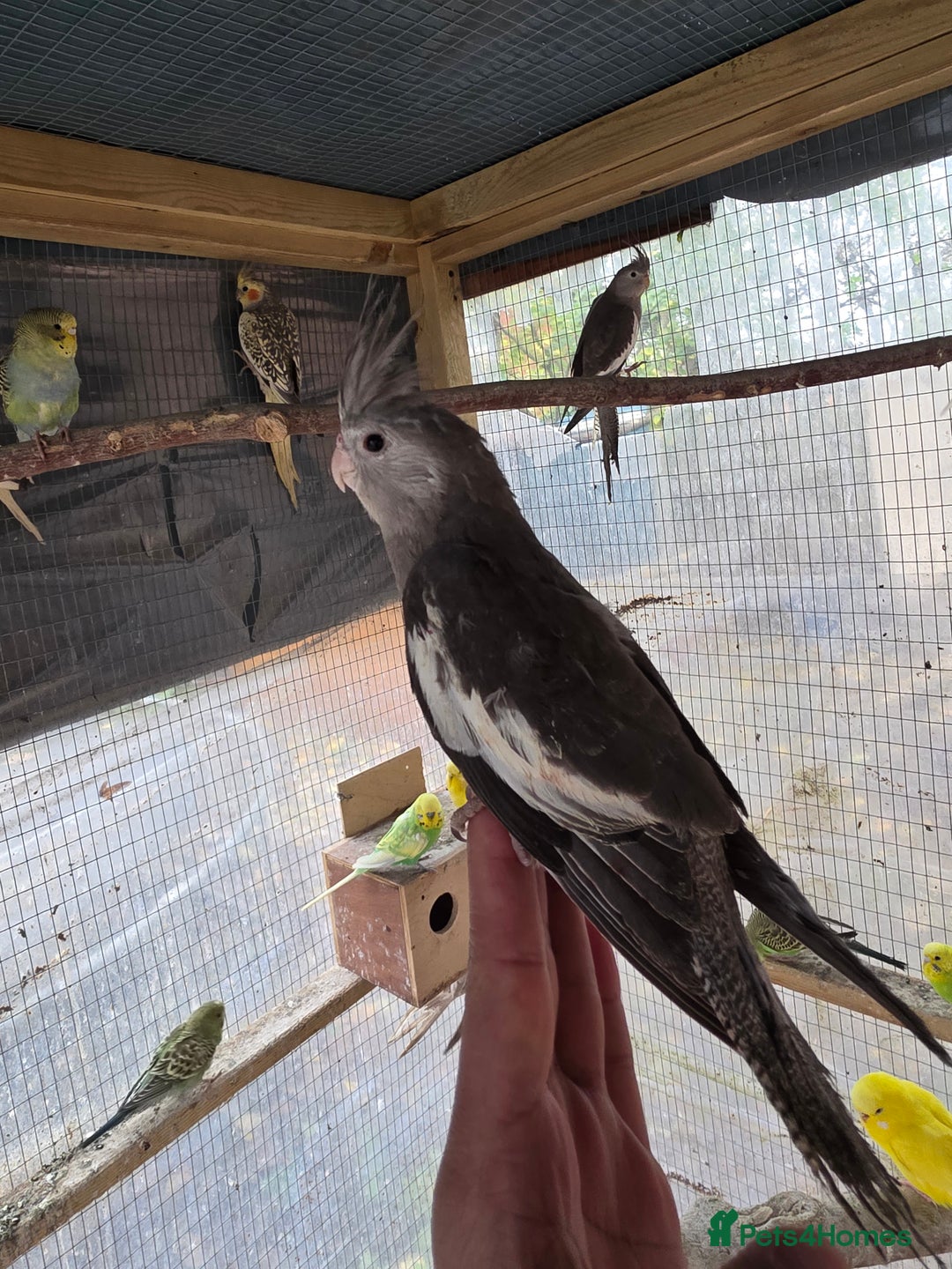 Cockatiels birds for sale: Silly hand tamed baby cockatiels for sale  - Advert 11