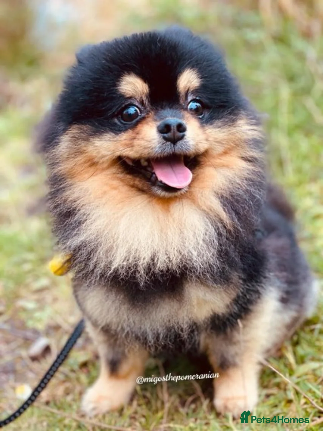 Pomeranian dogs for stud: Well Proven Stunning Black and Tan Pomeranian Stud in Ebbw Vale - Advert 2