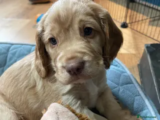 Cocker Spaniel dogs Working cocker spaniels - Advert 1