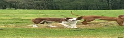 Border Collie dogs for sale: Red and White Border Collie - Advert 1