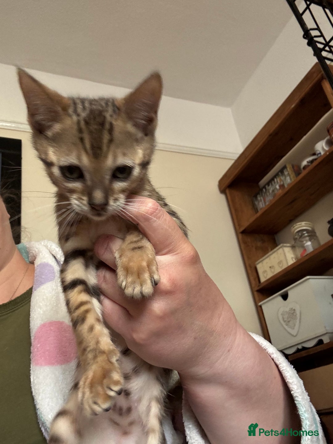 Bengal cats for sale: Gorgeous brown spot bengal kittens Sofa ready  - Image 11