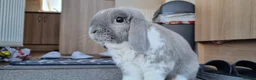 Mini Lop rabbits for sale: Bonded, Loving Pair of Mini Lop Male Rabbits - Advert 2