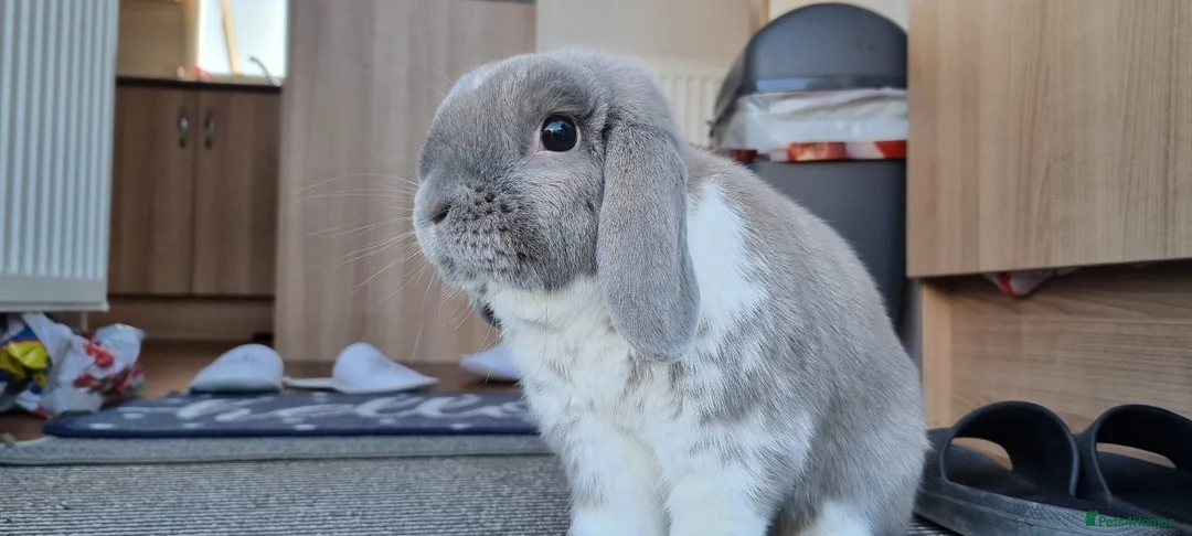 Mini Lop rabbits for sale: Bonded, Loving Pair of Mini Lop Male Rabbits - Advert 2