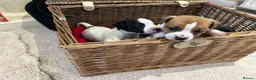 Jack Russell dogs for sale: Jack Russell puppies  - Advert 2