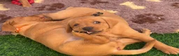 Labrador Retriever dogs for sale: STUNNING FOX RED PUPPIES - Advert 12