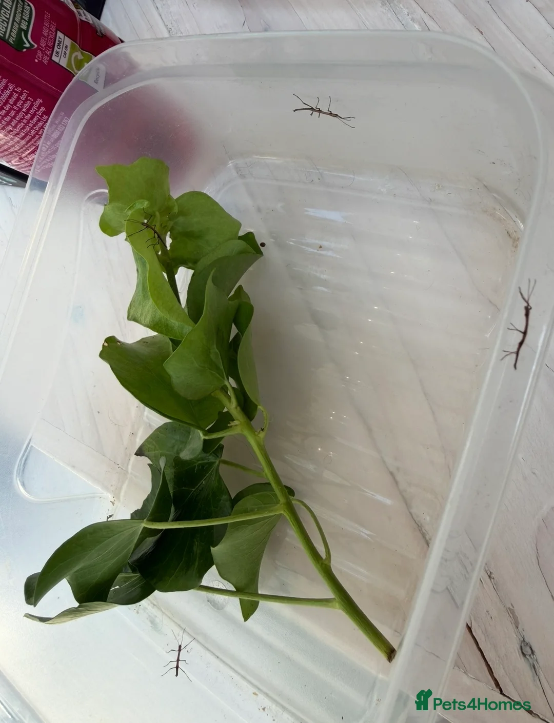 Stick Insects invertebrates for sale: FREE Indian Stick Insects Nymphs/ Enclosure £5  - Advert 2