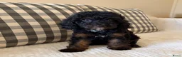 Cockapoo dogs for sale: Extensively Health tested cockapoo puppies  - Advert 5