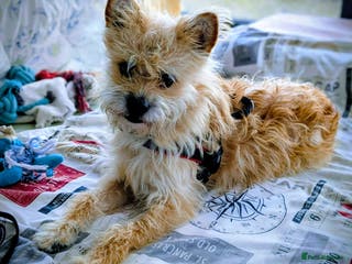 Mixed Breed dogs Milo, a friendly young boy. - Advert 16