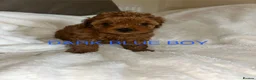 Cavapoo dogs for sale: 7 Beautiful Deep Red Cavapoo Puppies - Advert 3