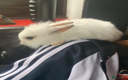 Dwarf Lop rabbits for sale: Dwraf Buinnes for Sale  - Advert 23