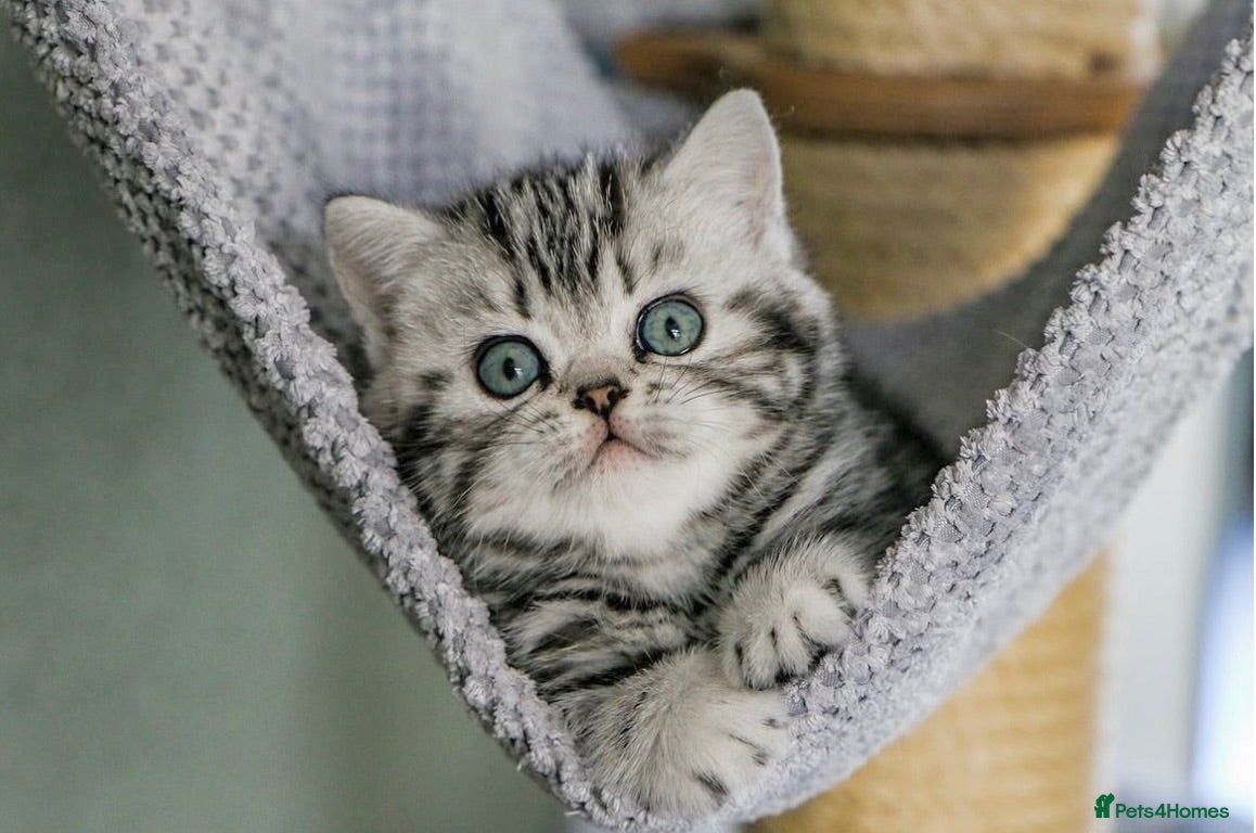 British Shorthair cats Stunning marble British shorthair kittens - Advert 1