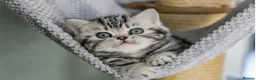 British Shorthair cats for sale: Stunning marble British shorthair kittens - Advert 1