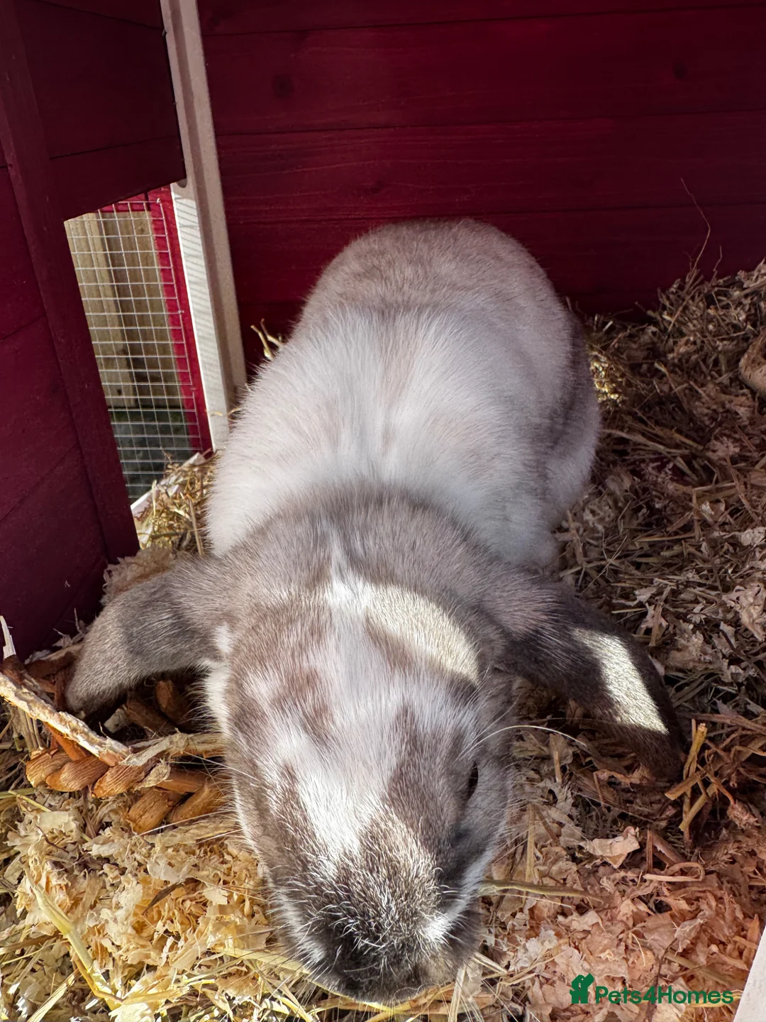 Mixed Breed rabbits for sale: Rabbit Nugget Male in Runcorn - Advert 6