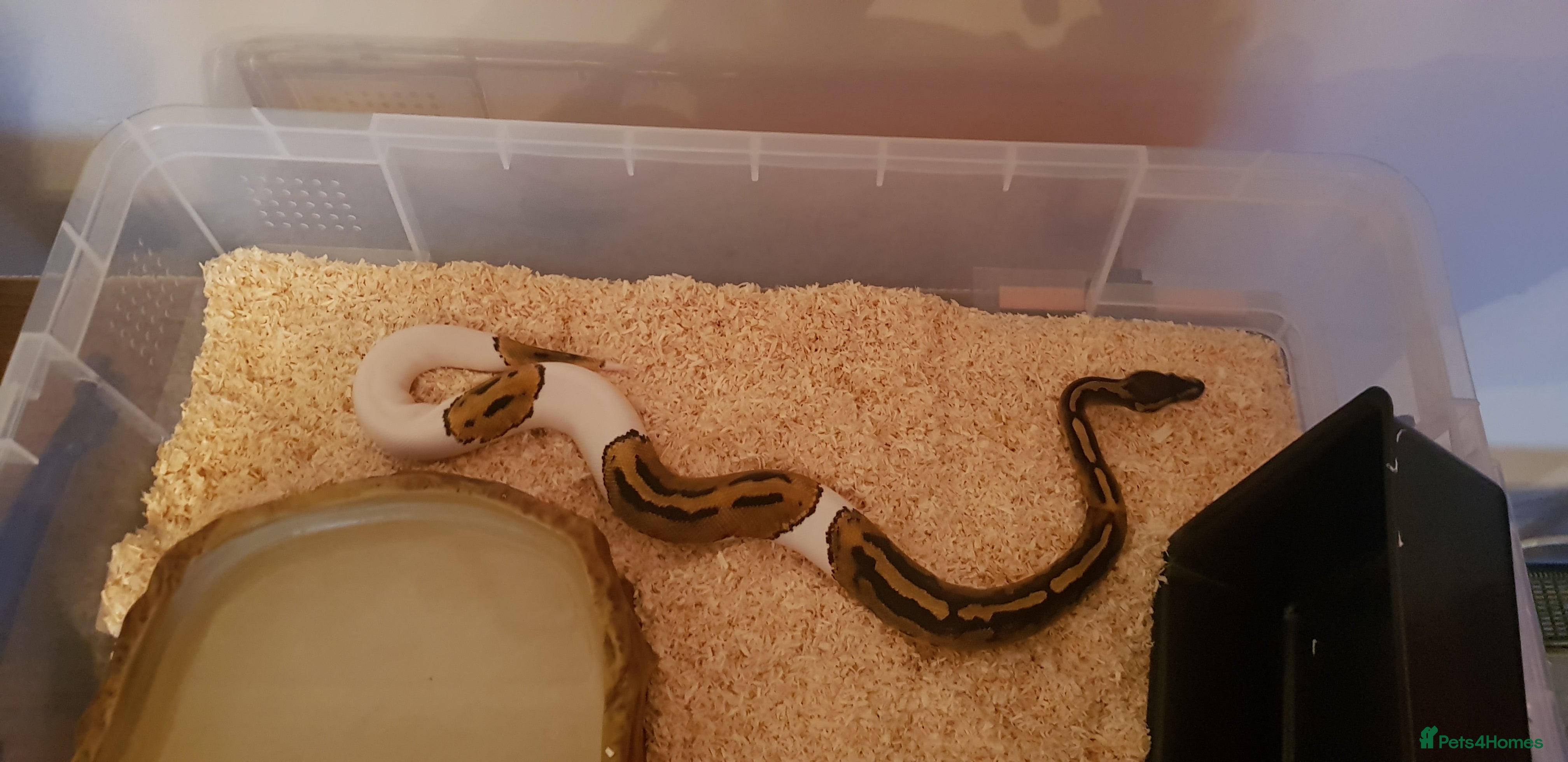 Python Snake reptiles Pied ball python - Advert 9
