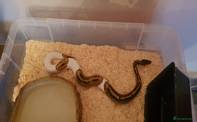 Python Snake reptiles - Advert 1