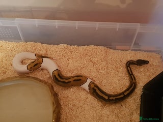 Python Snake reptiles - Advert 15