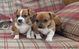 Jack Russell dogs for sale: Traditional Jack Russell Pups DNA Health Tested  - Image 13
