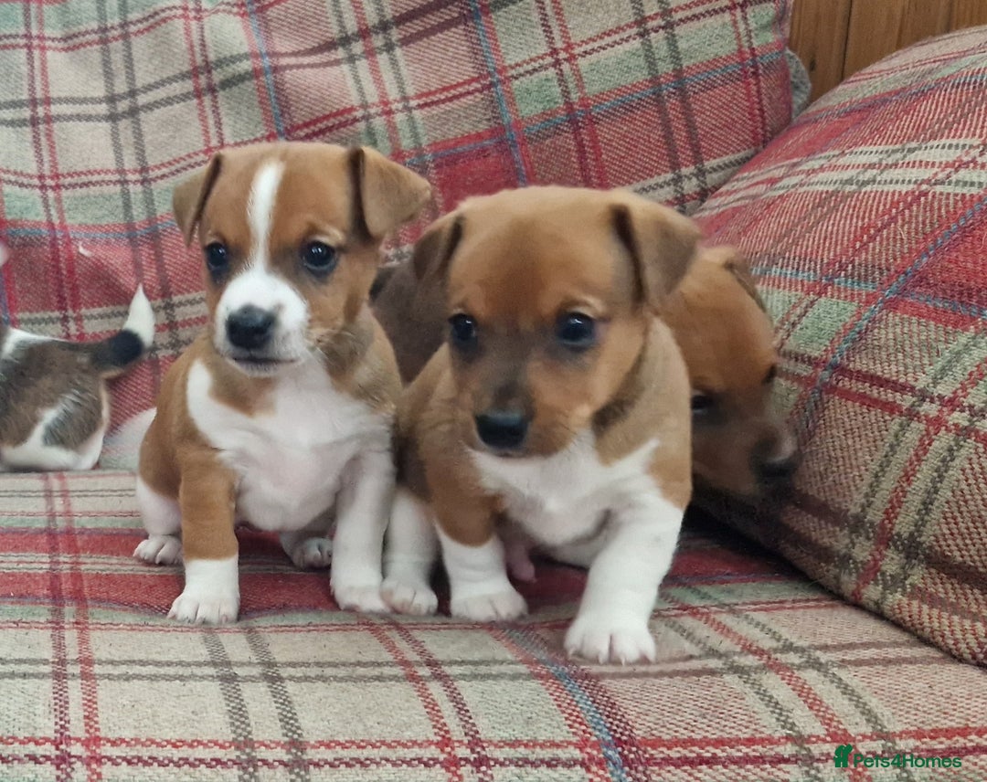 Jack Russell dogs for sale: Traditional Jack Russell Pups DNA Health Tested  - Image 13