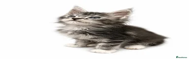 Maine Coon 3