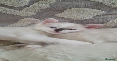 Ragdoll cats - Advert 5