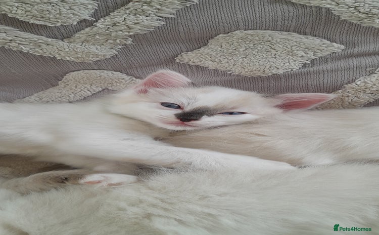 Ragdoll cats - Advert 14